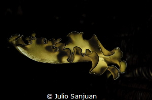 planaria in night dive by Julio Sanjuan 